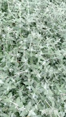 高度30厘米银石蚕