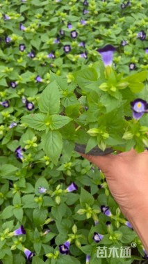 高度15厘米夏堇