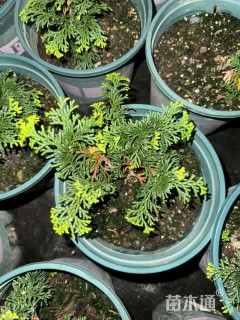 高度10厘米金线柏