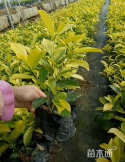 高度15厘米黄金榕