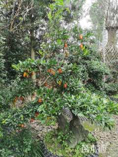 高度100厘米金弹子