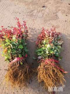 高度15厘米紫叶小檗