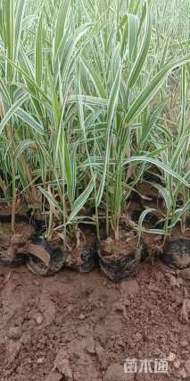 高度20厘米玉带草