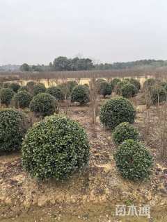 冠幅80厘米无刺枸骨球