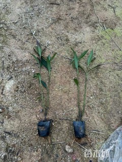 高度25厘米翠芦莉