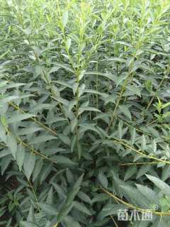 高度80厘米连翘