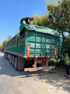 高度20厘米孔雀草