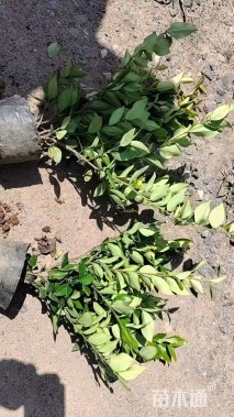 高度40厘米金森女贞小苗