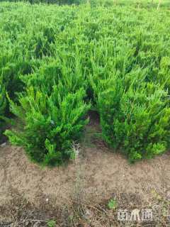 高度35厘米龙柏