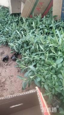 高度15厘米柳叶马鞭草