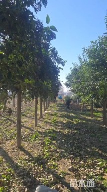 10公分大叶女贞