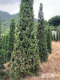 9公分罗汉松