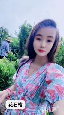 高度200厘米丛生花石榴