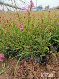 高度21厘米千鸟花