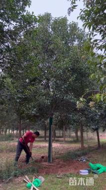 16公分大叶女贞