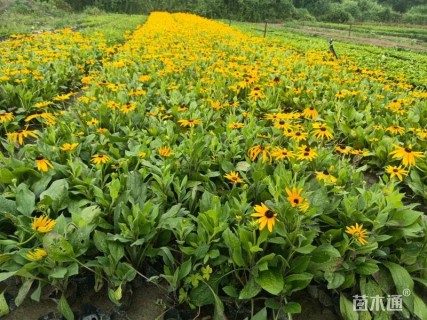 高度35厘米金光菊