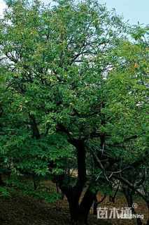 高度300厘米板栗