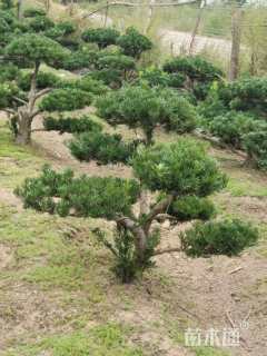 原生苗造型罗汉松