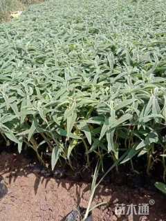 高度15厘米墨西哥鼠尾草