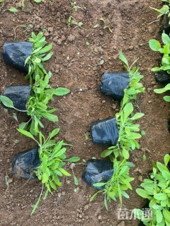 高度10厘米鼠尾草