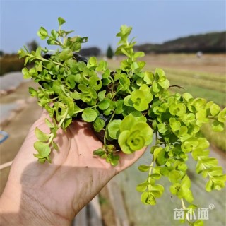 高度18厘米金叶过路黄