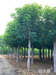 18公分嫁接香花槐