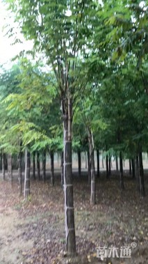 15公分嫁接香花槐