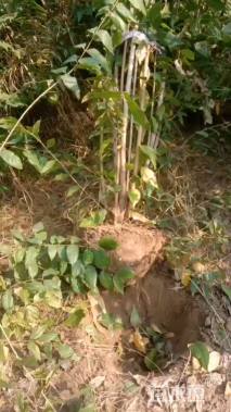 高度140厘米丛生蜡梅