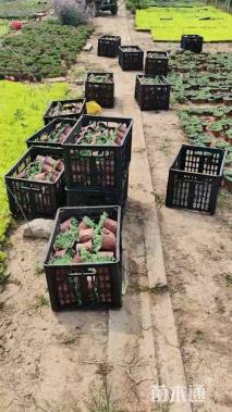 高度10厘米中华景天