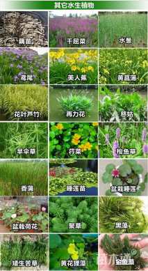 高度20厘米荷花