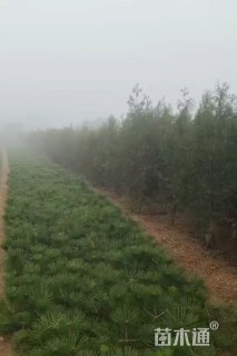 高度280厘米侧柏