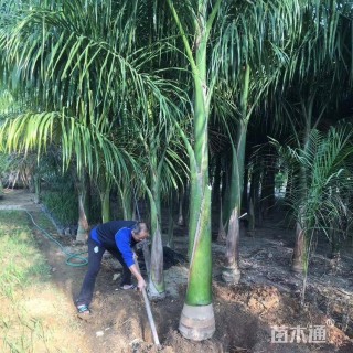 裸干高150厘米大王椰子