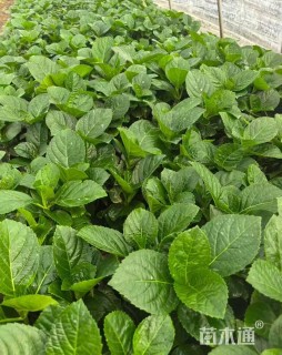 高度25厘米八仙花