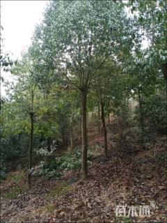 12公分红果冬青