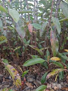 高度80厘米法国冬青