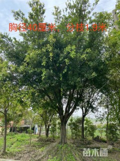 40公分小叶榕