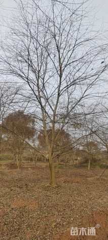 24公分朴树