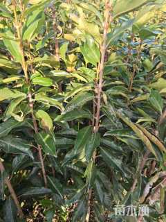 高度170厘米法国冬青