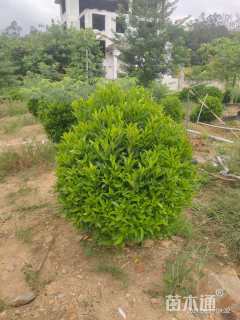 高度250厘米非洲茉莉