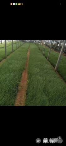 高度45厘米粉黛乱子草