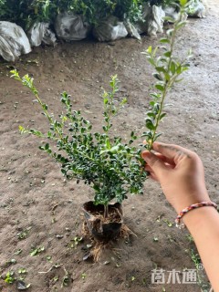 高度30厘米龟甲冬青小苗