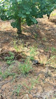 高度250厘米丁香