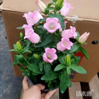 高度30厘米风铃草