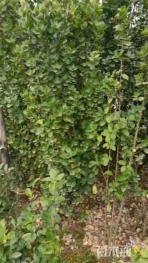 高度50厘米卫矛