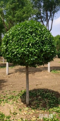 高度100厘米胶东卫矛