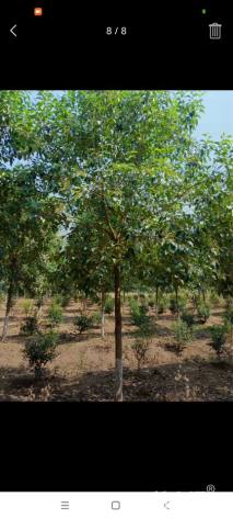 10公分大叶女贞