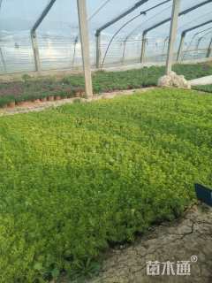 高度15厘米佛甲草