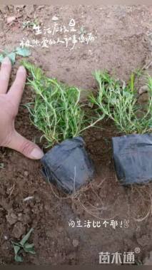 高度10厘米丛生福禄考