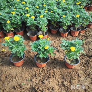 高度18厘米孔雀草