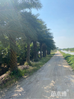 裸干高200厘米糖棕